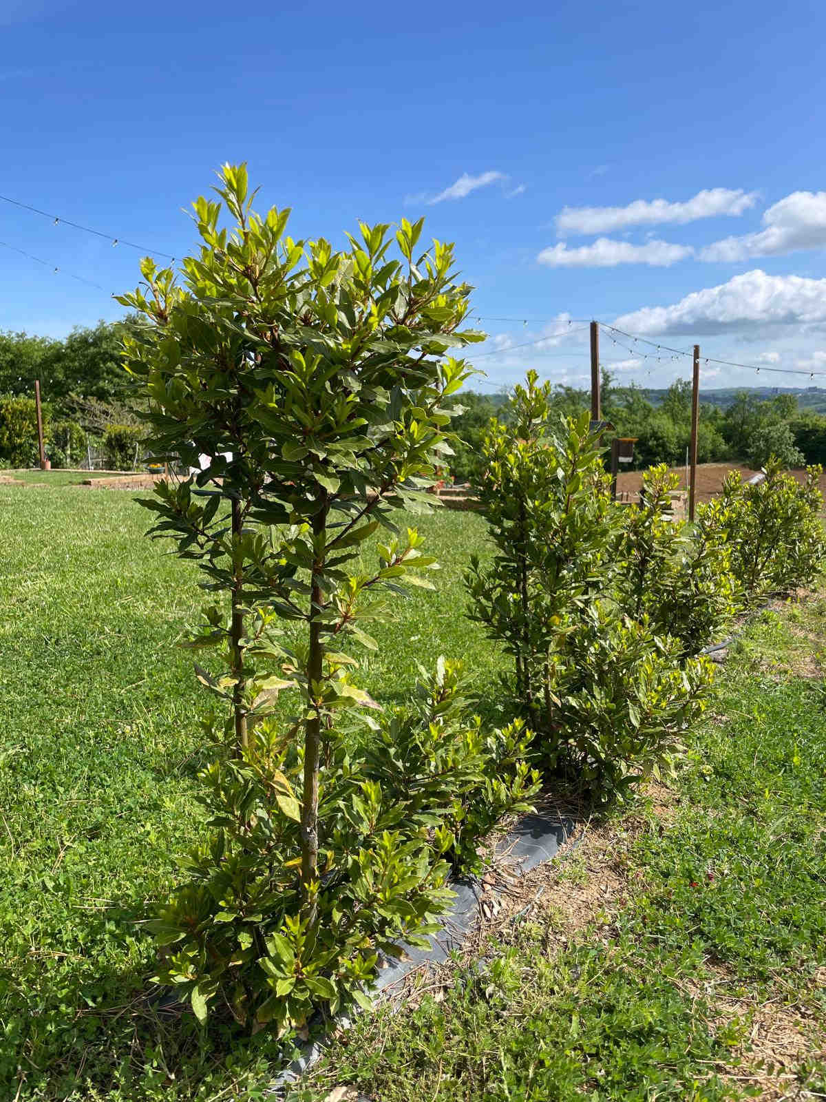 Nuove piante impiantate nell'oasi Epifani in Molise