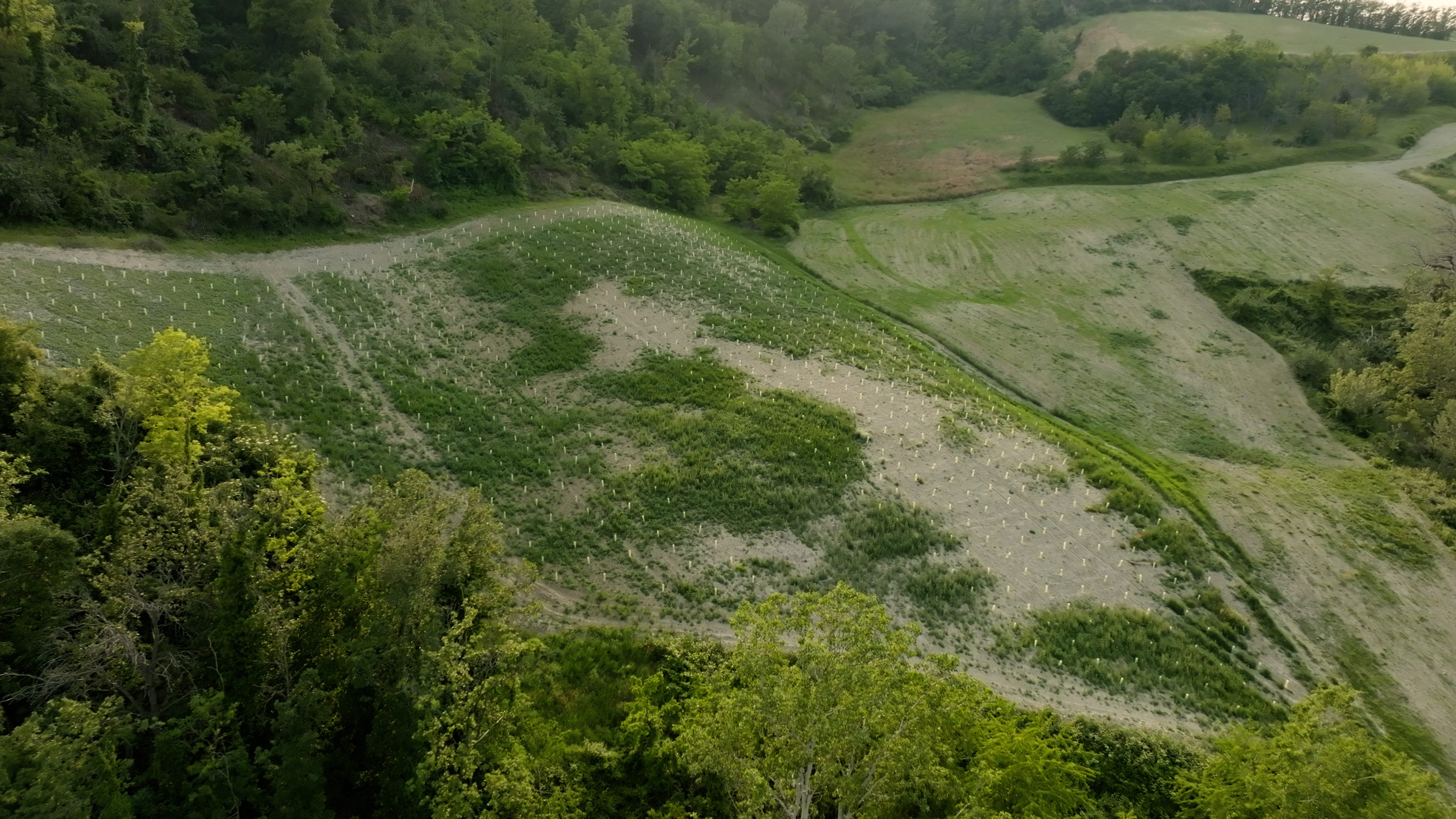 Veduta aerea di un'oasi 3Bee con le nuove piantumazioni per la biodiversità
