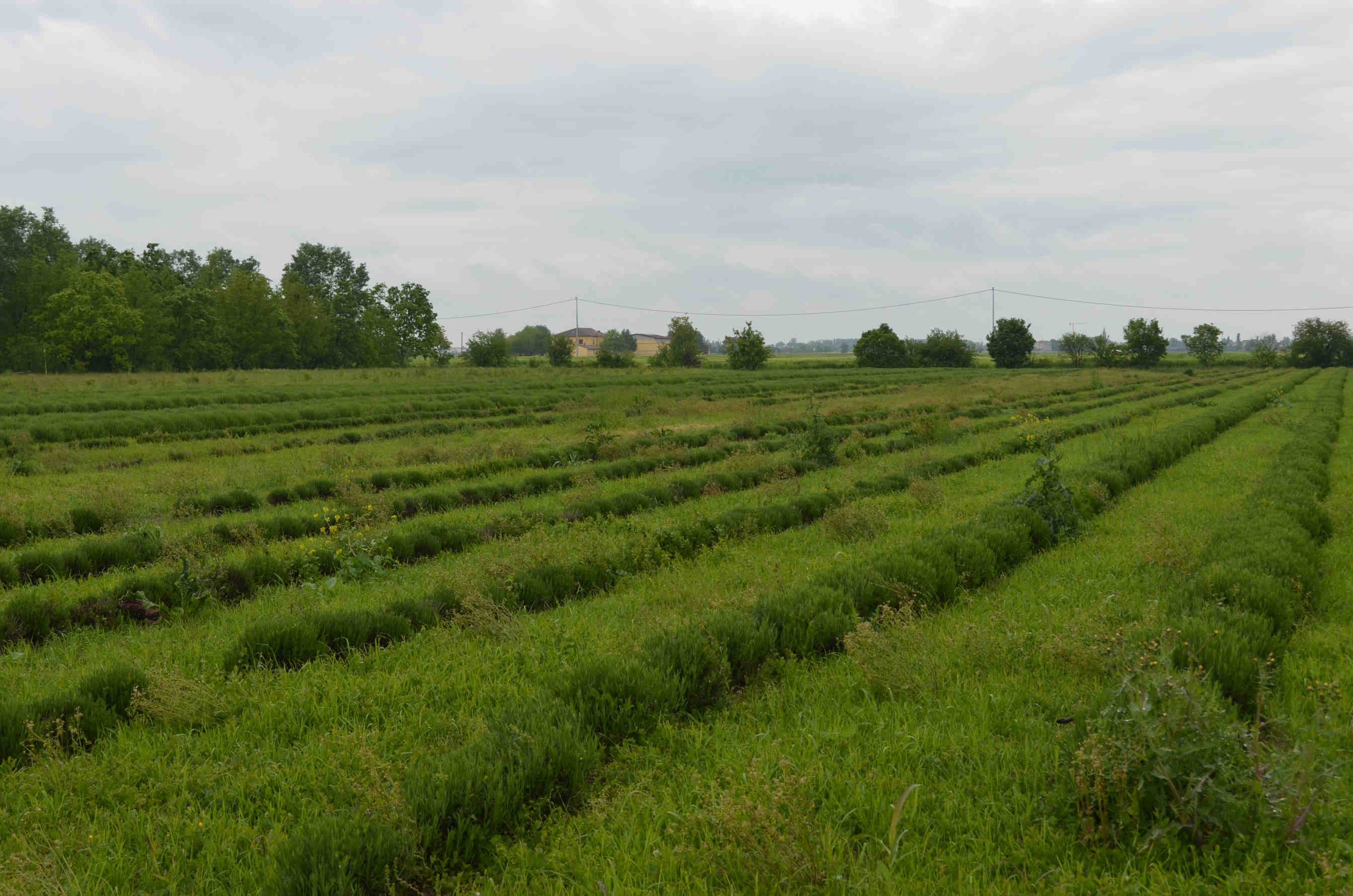 Alberi e arbusti nettariferi piantati nell'oasi Vignato a Mirandola, Emilia Romagna